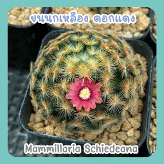 แมมขนนกเหลือง ดอกแดง🌸 Mammillaria Schiedeana