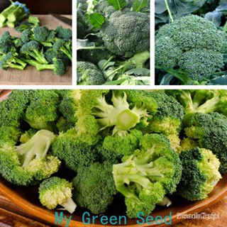 （คุณภาพสูง เมล็ด）บร็อคโคลี（Broccoli Summer Green seeds）200เมล็ดพันธุ์คุณภาพ เมล็ดพันธุ์ผัก เมล็ดบรอก/ง่าย ปลูก ส/ผักสลัด