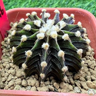 (R46) ต้นยิมโน LB2178 แท้ 13 พู ไม้เมล็ด - (gymnocalycium) - แคคตัส/ง่าย ปลูก สวนครัว เมล็ด/อินทรีย์ I8I5