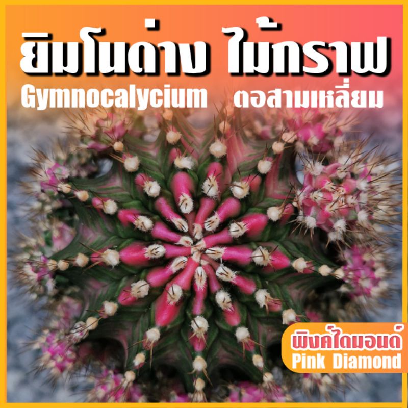 Pink Diamond แคคตัส พิงค์ไดมอนด์กราฟตอสามเหลี่ยม หน่อกราฟได้ พ่อค้าเลือกให้