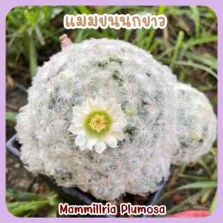 แมมขนนกขาว ติดดอก 🕊Mammillaria Plumosa แคคตัส