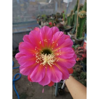 กระบองเพชร cactus หน่อเด็ดสด Trichocereus ka47.07-EV1 ขนาด 2.5 - 3 ซม. สายพันธุ์นำเข้าออกดอกในไทยแล้ว  สวยตรงปก 🌵🌵🌵