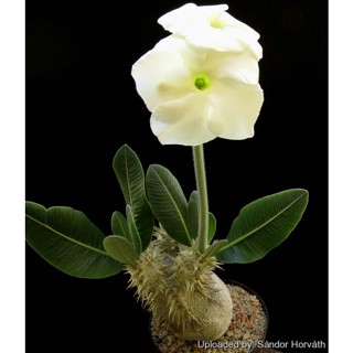 Pachypodium eburneum​ พาชีโพเดียม ไม้เพาะเมล็ดโตในไทย แข็งแรงพร้อมส่ง🌵สั่งซื้อทันทีลด​ 50​ บาทค่ะ🙏🥰