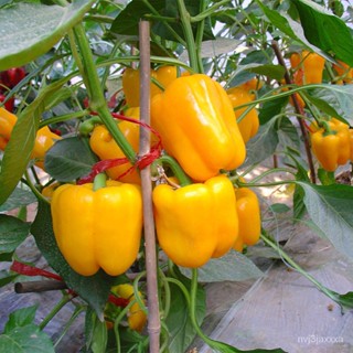 （คุณภาพสูง เมล็ด）เมล็ดพันธุ์ พริกหยวก บอนสี Colorful Sweet Bell Pepper Mixed Seeds Vegetable Seeds 5/อินทรีย์ ผัก ป/เ SP