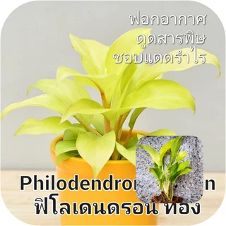 ไม้เลี้ยงน้ำ ซื้อ 5 (มีแถม) ส่ง 3 กิ่งขึ้นไป พลูสีชมพู พลูงาช้าง พลูด่าง ฟิโล ด่างขาว
