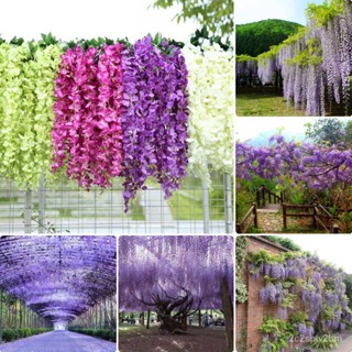 （คุณภาพสูง เมล็ด）10 แคปซูล / แพ็ค Wisteria Sinensis Seeds and Trees Forest Seed Garden Climbi/ง่าย ปลูก สวนครัว /ผักสลัด