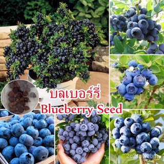 （คุณภาพสูง เมล็ด）30 เมล็ด บลูเบอร์รี่ Blueberry Seeds พันธุ์ไม้ผล เมล็ดพันธุ์ ต้นผลไม้ ต้นไม้/ง่าย ปลูก สวนครัว /ผักสลัด