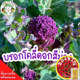 เมล็ดพันธุ์ บล็อคโคลี่ ดอกสีม่วง Purple Sprouting Broccoli 200 เมล็ด เมล็ดพันธุ์ผักแท้ ปลูกง่าย โตไว ไม่กลายพันธุ์ ผักสว