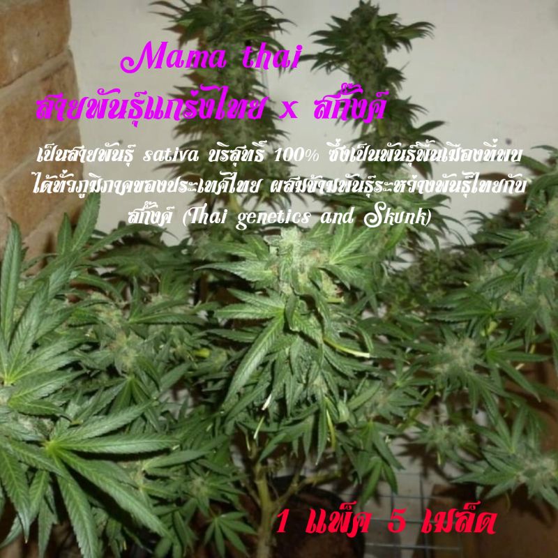 เมล็ดพันธุ์สกั๊งค์skunk #1 และ Mama thai เมล็ดแก่ แท้ สมบูรณ์ รับประกันอัตราการงอก