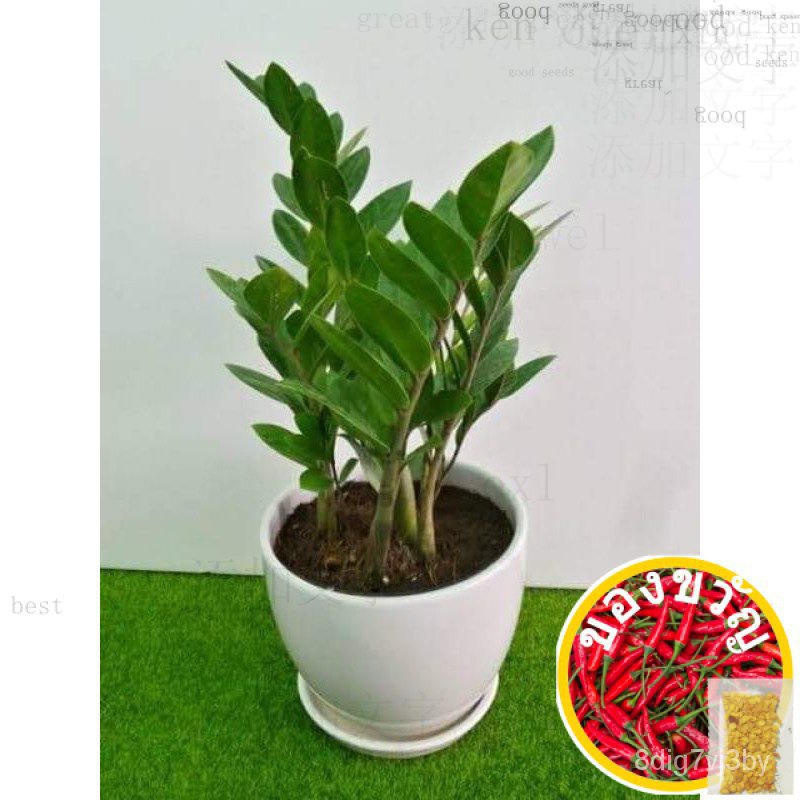 ยินดีต้อนรับ Plant ZZ Live Plant Agusian/Window/ดอกไม้/เม็งแรง/สวน/บวง/ดีไซเนอร์/กางเกงใน/แอปเปิ้ล /
