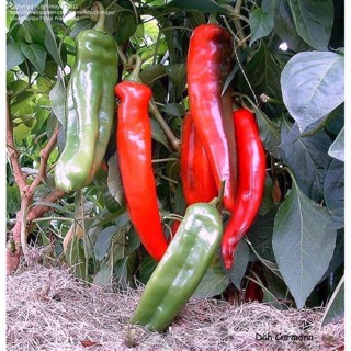 （คุณภาพสูง เมล็ด）เมล็ดพันธุ์ พริกบิ๊กจิม (Big Jim Giant Pepper Seed) เผ็ดน้อย บรรจุ 5 เมล็ด/ง่าย ปลูก สวนครัว เม/ขายด JM