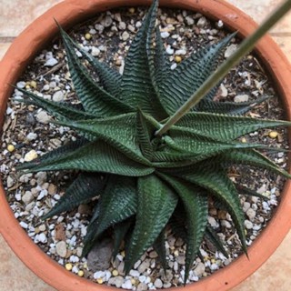 ม้าเวียน (Haworthia limifolia) ไม้อวบน้ำ แคคตัส ไม้แคระ (กระถาง 2 นิ้ว)