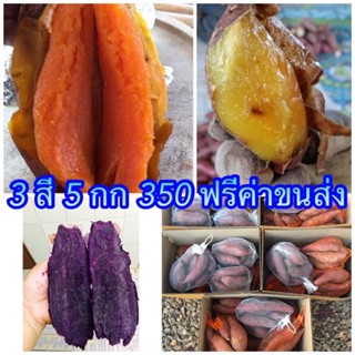 มันหวานญี่ปุ่น ฟรีค่าขนส่ง คละได้3สี ฉ่ำหวานสายพันธุ์แท้ปลูกที่ไทยระบบออแกนิก