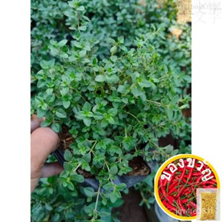 Thyme (Herb Plant) - Free POT And White Pebbles แอปเปิ้ล/เสื้อยืด/อัญมณี/รองเท้า/ไม้จันทน์/กระโปรง/seeds/สวน/ไม้จันทน์ X