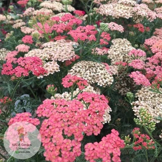 เมล็ดพันธุ์ยาร์โรว์ คละสี 500 เมล็ด Achillea millefolium หรือ Yarrow เมล็ดพันธุ์แท้