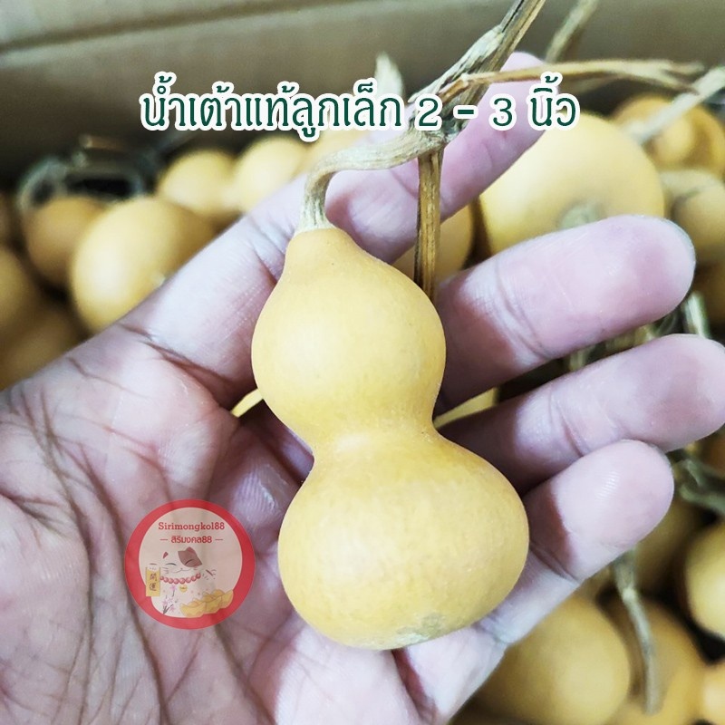 น้ำเต้าแท้ ลูกเล็ก ขนาด 2 นิ้ว ตั้งเสริมดวง ดูดทรัพย์