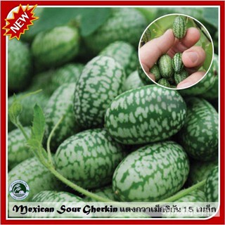 ผลิตภัณฑ์ใหม่ เมล็ดพันธุ์ 202215 เมล็ด แตงกวาเม็กซิกัน Mexican Sour Gherkin เมล็ดแตงกวาเม็กซิกัน เมล็ดแตงกวา เม คล/เมล็ด