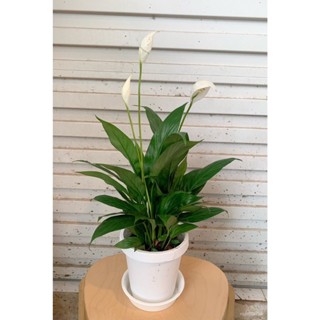 ผลิตภัณฑ์ใหม่ เมล็ดพันธุ์ 2022เดหลี (Peace lily) ไม้ฟอกอากาศ ไม้ประดับดูดสารพิษ พุ่มสวย กระถางขนาด 6 นิ้วสีขาว  /ขายด V5