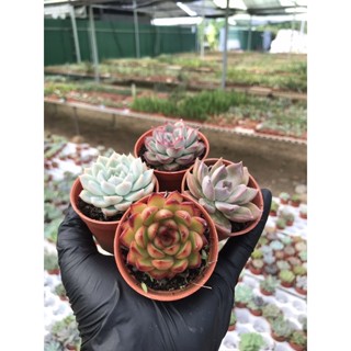 Echeveria เบบี้ กุหลาบหิน ในกระถาง2” น่ารัก สีสันสวยงาม จัดเซต ล่ะ 4กระถาง