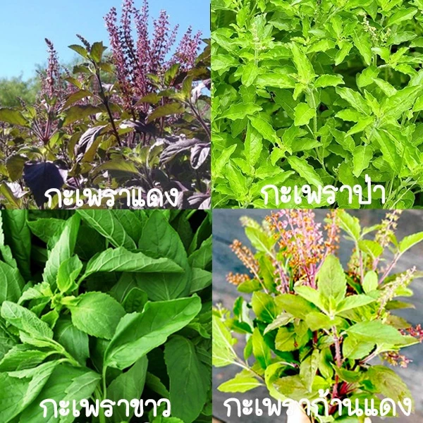 กะเพรา รวมทุกชนิด🎯ถูกที่สุด10บ.🎯เมล็ดพันธุ์กะเพรา 5-200เมล็ด🍂ปลูกครั้งเดียวอยู่ได้หลายปี🍂กลิ่นหอมจัดๆ🍀☘ปลูกง่าย