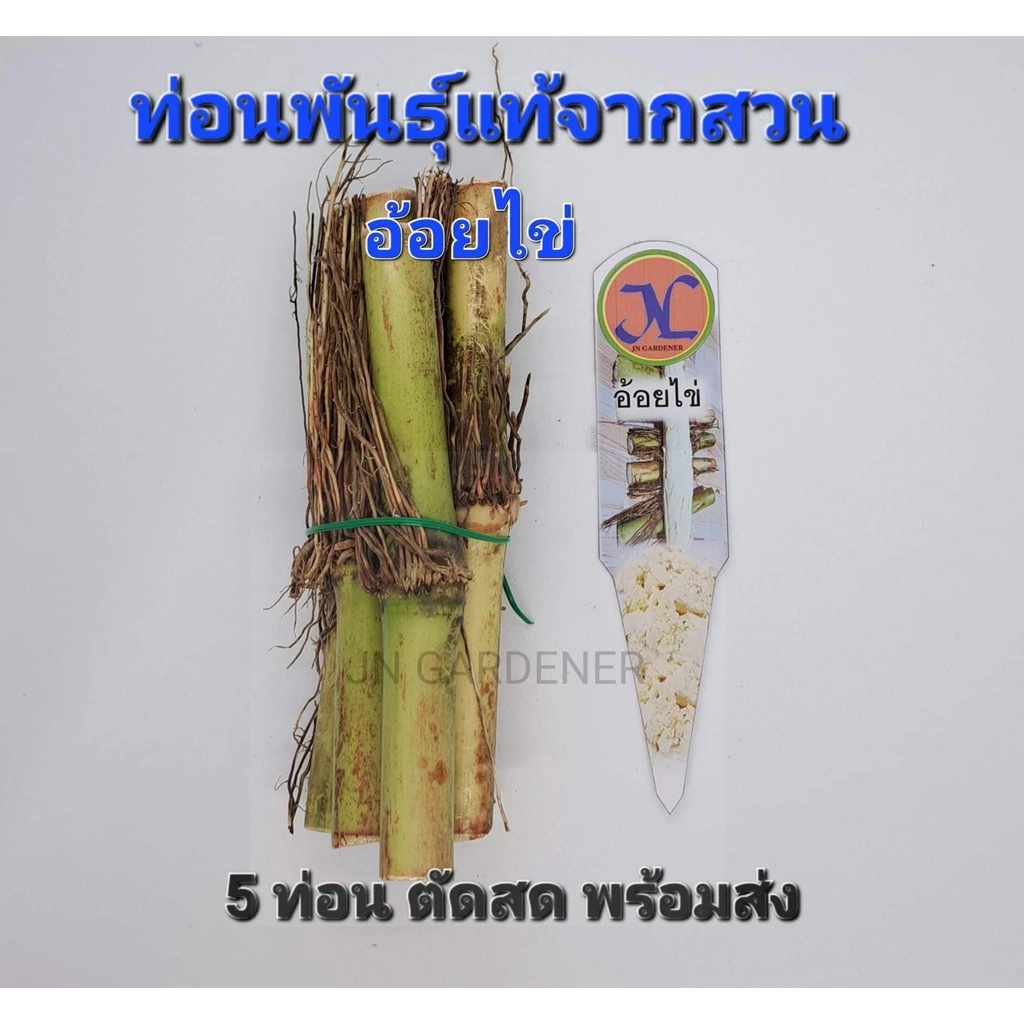 ท่อนพันธุ์อ้อยไข่(ตัดสด5ข้อ)ส่งทันที