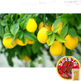 Lemon Plant/ต้นกล้า Lemon Hybrid-fruits in 1 Year ดอกไม้/ผ้าเนื้อดี/ไม้จันทน์/กางเกง/กระโปรง/สาก/seeds/ของเล่น/ม่านบังแด