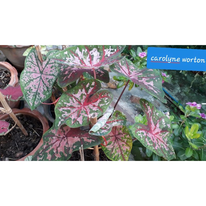 บอนสีCarolyn Wortonบอนสีต้นกำเนิดจาก USA  บอนแยกหน่อ เลี้ยงนอกตู้ข