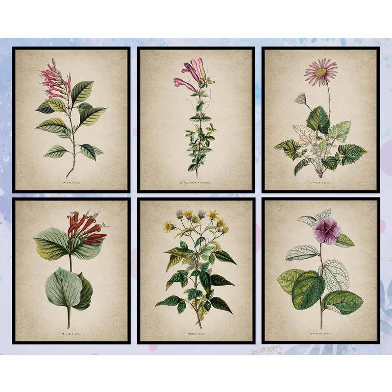 Vintage Botanical PrintsWall Art Botanical Drawings สํานักงานผ้าใบภาพวาด Wall Decor A15-00017