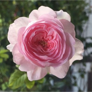 กุหลาบ มองค์เคอ (Mon Coeur rose)