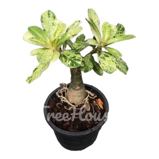 ชวนชมใบด่าง ดอกสีชมพู กระถาง 6 นิ้ว  Adenium obesum variegated pot 6”