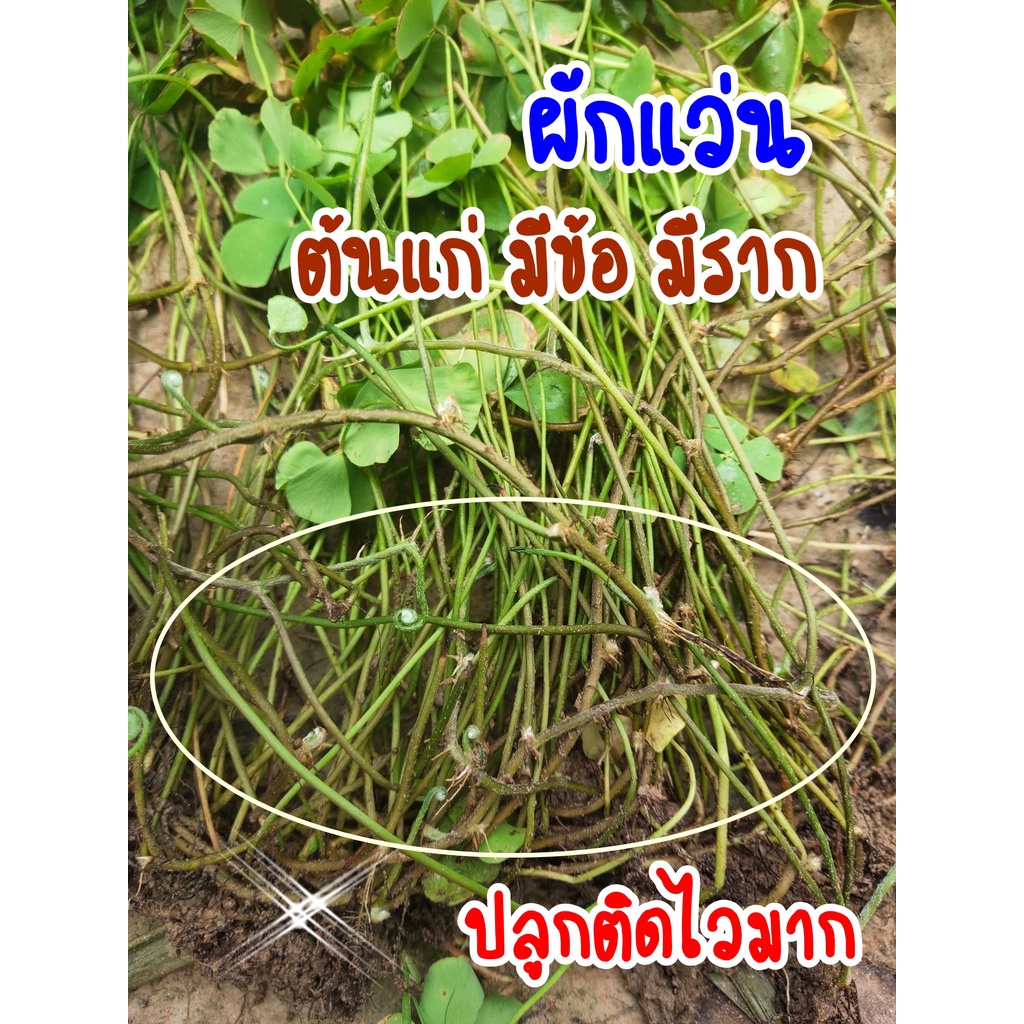 ผักแว่น ต้นพันธุ์สำหรับปลูก ลำต้นใหญ่ มีราก แก่ได้อายุ ปลูกติดไว ชุดละ30ต้น และผักย่องแปะ/ผักตับเต่า/ผักจองแปชุดละ10ต้น ราคา ถูกที่สุด ดีลบีเคเค แกลเลอรีภาพที่ 4