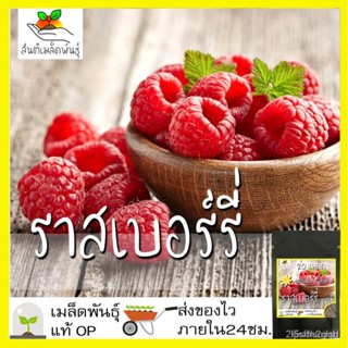 ผลิตภัณฑ์ใหม่ เมล็ดพันธุ์ 2022เมล็ดอวบอ้วน ราสเบอร์รี่ 20 เมล็ด Red Raspberry Seeds เมล็ดอ/เมล็ด RKNC