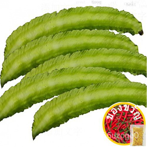 Sigarillas Winged Beans 5ชิ้น /Sigarilyas V6 กางเกง/สวน/ ก้าก/ทานตะวัน/ ก้าก/อัญมณี/เซ็ปต์/ เบบี้ UT