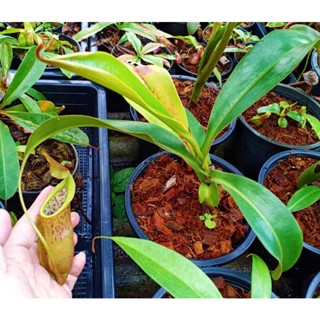 Nepenthes (thorelii × veitchii bario)