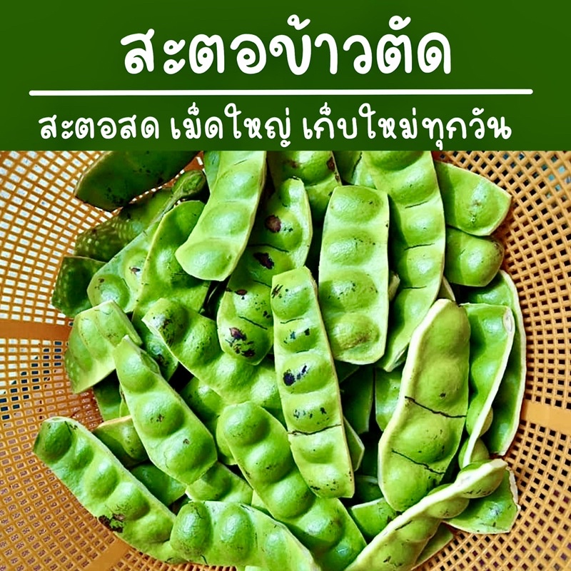 สะตอข้าวตัดสดๆ ส่วนตรงจากใต้
