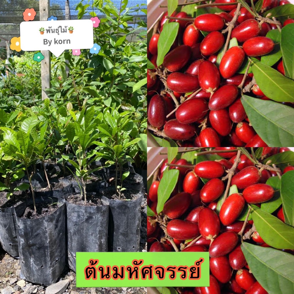 ต้นมหัศจรรย์ มิราเคิล พร้อมส่ง สำคัญกรุณาสั่งซื้อในเวลา12:00น.-00:00น.