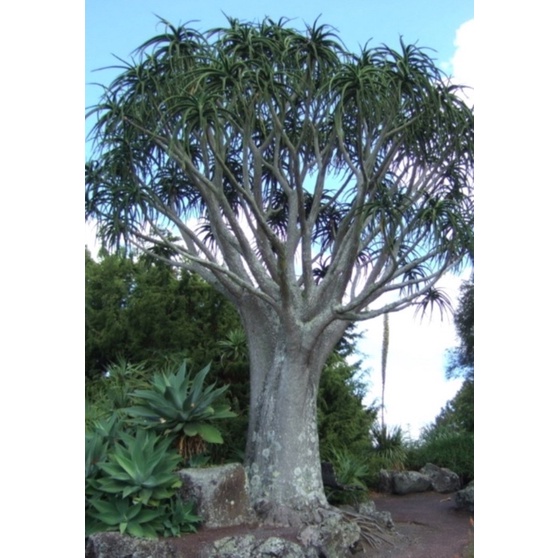 Aloe barberae tree ว่านหางจระเข้ยักษ์ ที่ใหญ่ที่สุด สูงได้มากกว่า 15 เมตร เพาะเมล็ดพร้อมจัดส่งค้าบ