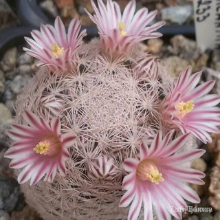 ผลิตภัณฑ์ใหม่ เมล็ดพันธุ์ 2022เมล็ดพันธุ์ Mammillaria lasiacantha 5 เมล็ด กระบองเพชร แคคตัส cactus 5L52 คละ สวนครั/เ FUQ