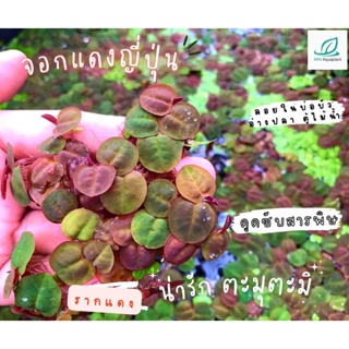 จอกแดงญี่ปุ่น 50บาท ได้เยอะมาก 20ดอกขึ้นไป