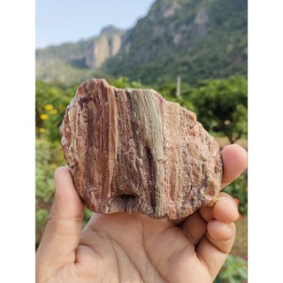 🌿 ฟอสซิลไม้กลายเป็นหินเนื้อเขียว Hampton Butte เทือกเขาในออริกอน USA 374 กรัม 🇺🇲