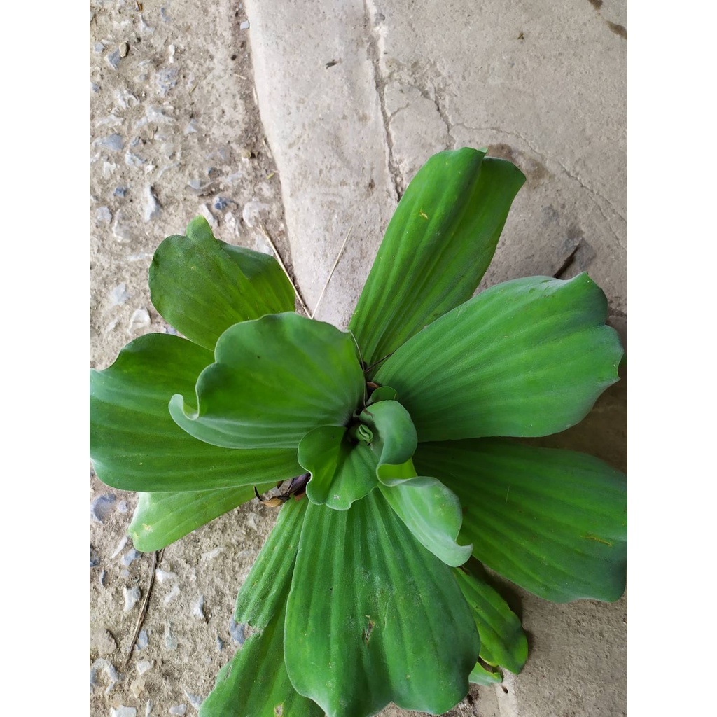 ต้นจอก Water Lettuce  20 ดอก  99 บาท มากคุณค่าเหมาะเป็นร่มเงาให้ปลา​ รากที่ยาวจะช่วยเป็นที่อยู่ให้ปลาอย่างดี ช่วยทำให้น้