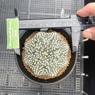 แอสโตรไฟตั้ม ไม้เมล็ด Astrophytum asterias เว้าไม่มีตะเข็บ แคคตัส ไม้อวบน้ำ ไม้สะสม