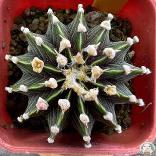 (Y41) ต้นยิมโน LB2178 แท้  13 พู ไม้เมล็ด - (gymnocalycium) - แคคตัส/ง่าย ปลูก สวนครัว เมล็ด/อินทรีย์ KNK6