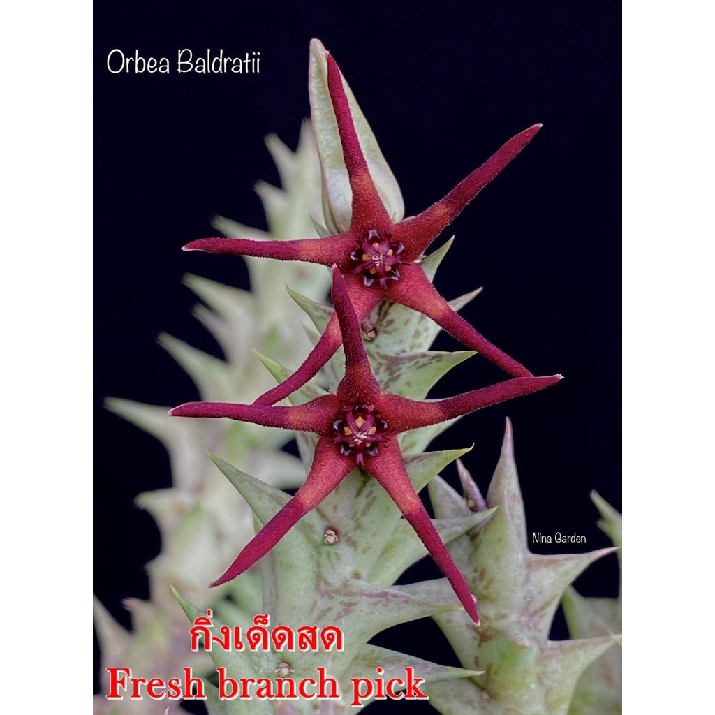 เก๋งจีน Orbea Baldratii *กิ่งเด็ดสด* แคคตัส ไม้อวบน้ำ Cactus and Succulent