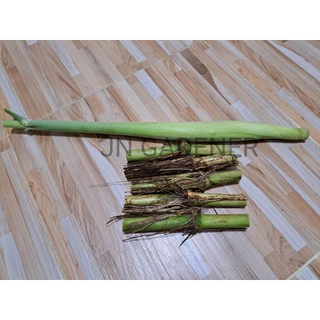 ท่อนพันธุ์อ้อยไข่(ตัดสด5ข้อ)ส่งทันที