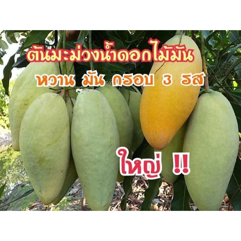 #ต้นมะม่วงน้ำดอกไม้มัน หรือขาวนิยม พันธุ์ทวาย ((เสียบยอด))สูง50-60เซน 1 ปีติดผล