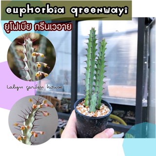 🧡🪴 ยูโฟเบีย กรีนเวอาย 🪴🧡  EUPHORBIA GREENWAYI  ไม้เลื้อย ดอกสีเหลืองไข่นวลๆน่ารักมากกก 🥚🧡 ไม้น่าสะสม 🌵