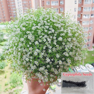 （คุณภาพสูง เมล็ด）จุดประเทศไทย ปลูกง่าย ปลูกได้ทั่วไทย ของแท้ 50เมล็ด Gypsophila Seeds บอนสีหา/ดอก ผัก ปลูก /ดอก AFLU