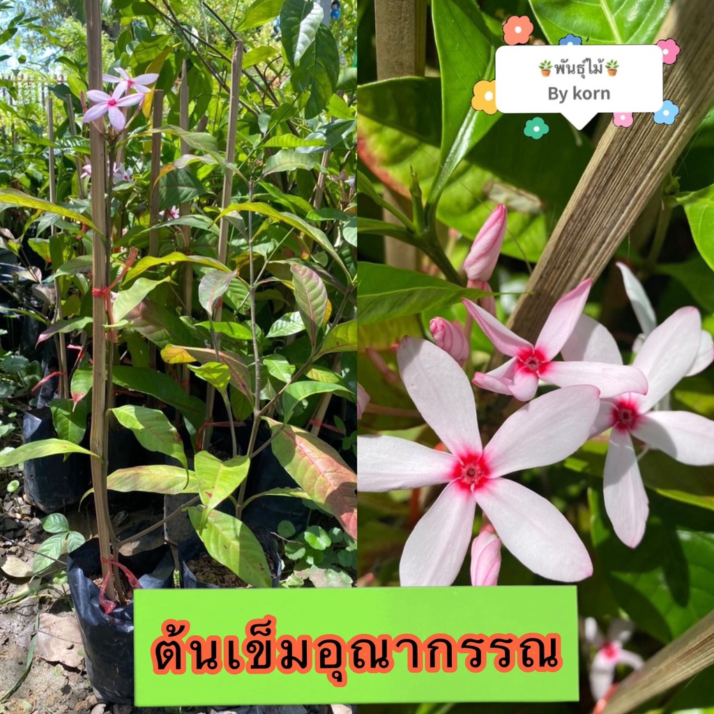 ต้นเข็มอุณากรรณ​ (พุดชมพู) พร้อมส่ง