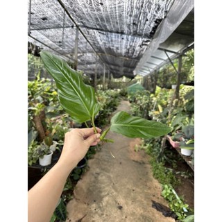 ☘️Philodendron Domesticum☘️โดเมสติคัม☘️ไม้ตัดยอดสด🔥พร้อมปลูก🔥
